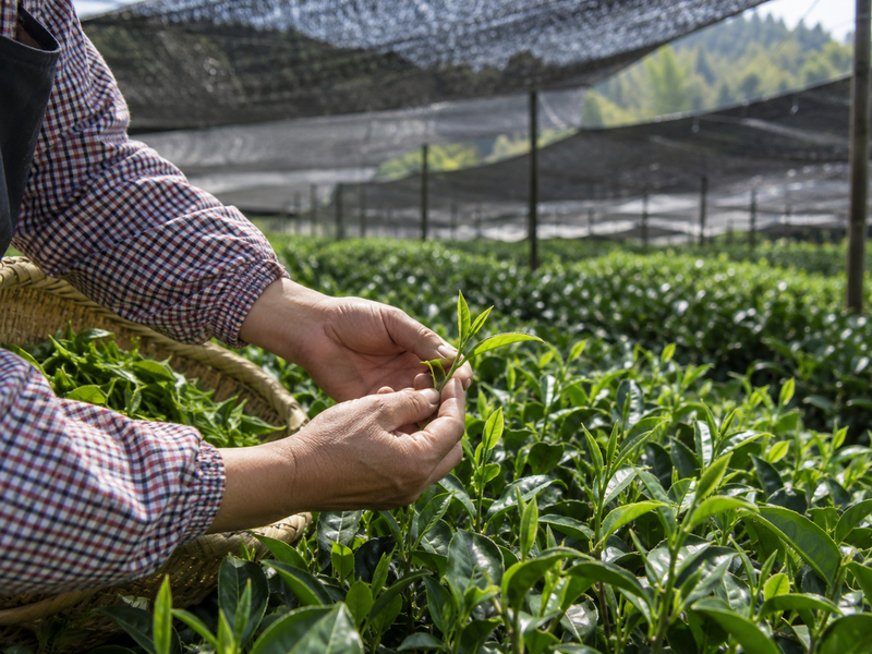 How Do Cultivar and Harvest Affect a Lot
