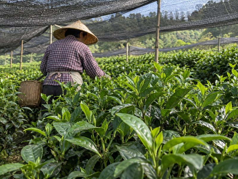 Matcha plant leaves growing under shade cloth in a Chinese tea garden