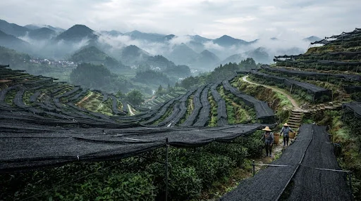 Shaded Tea Gardens in Hangzhou