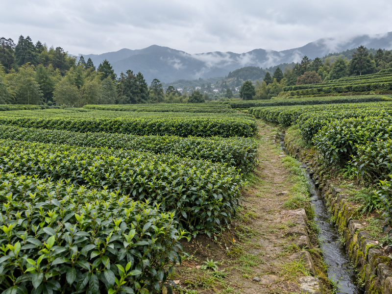 Tea blocks and drainage path