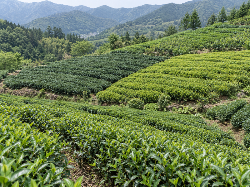 Neighboring Chinese tea garden blocks