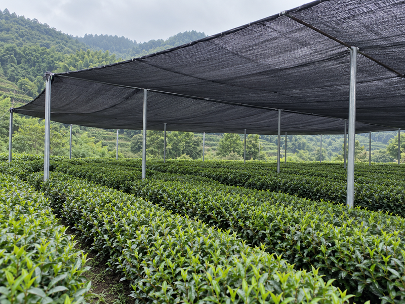 Black matcha shade cloth covering rows of tea bushes in a Chinese garden