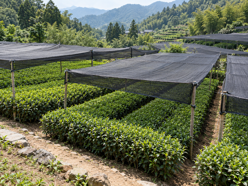 Several Chinese tea plots with black shade mesh covering even rows