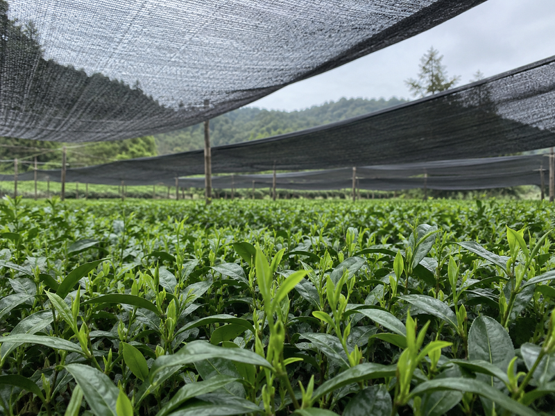 Tea garden rows beneath shade cloth