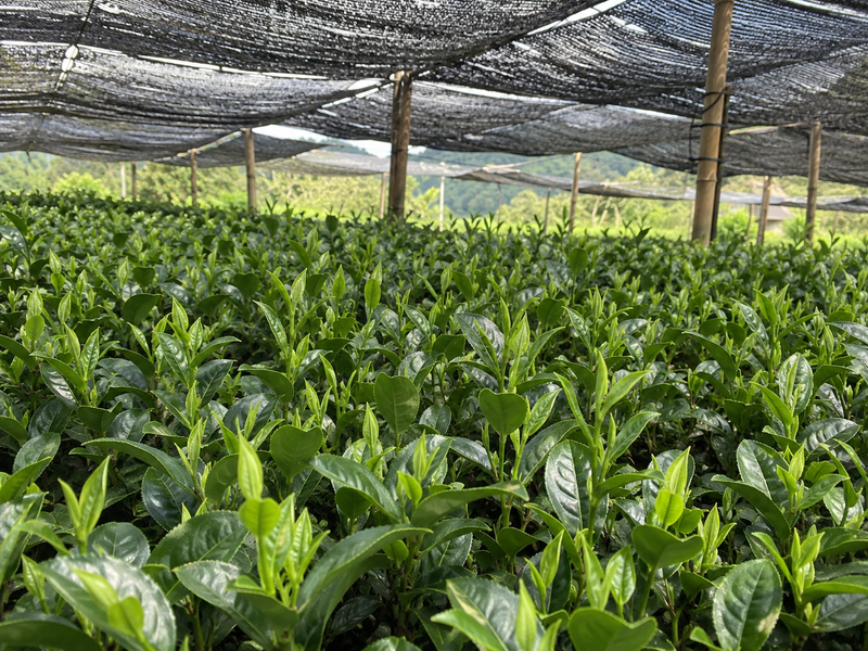 Tea plants growing under a shade canopy before harvest