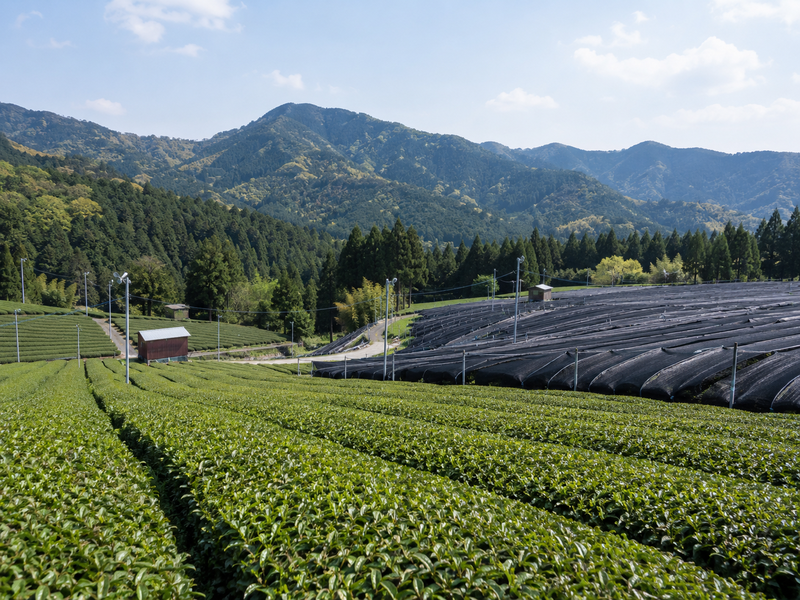 Shaded tea fields in a Japanese growing region