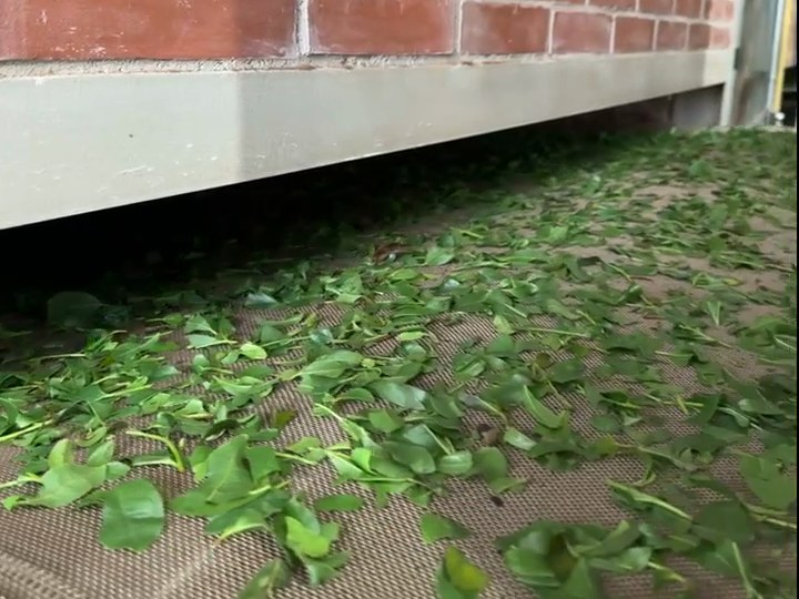 Tea leaves moving through a drying conveyor
