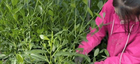 Worker picking fresh tea leaves in a tea garden