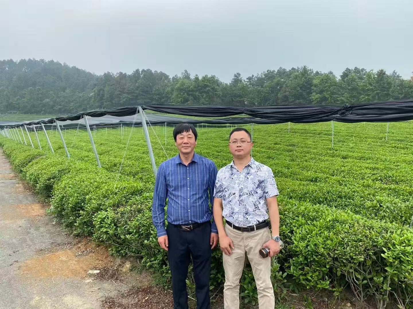Liu Jian Jun (left) with a colleague in a Matcha Village tea garden