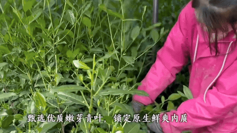 Fresh Leaf Selection tea production footage