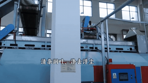 Preliminary Dehydration, Cleaning & Cutting tea production footage