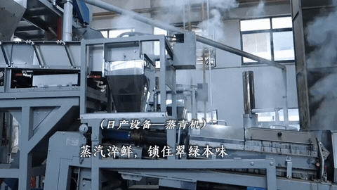 Steam Fixation & Cooling tea production footage