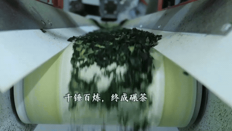 Initial Tencha Processing & Collection tea production footage