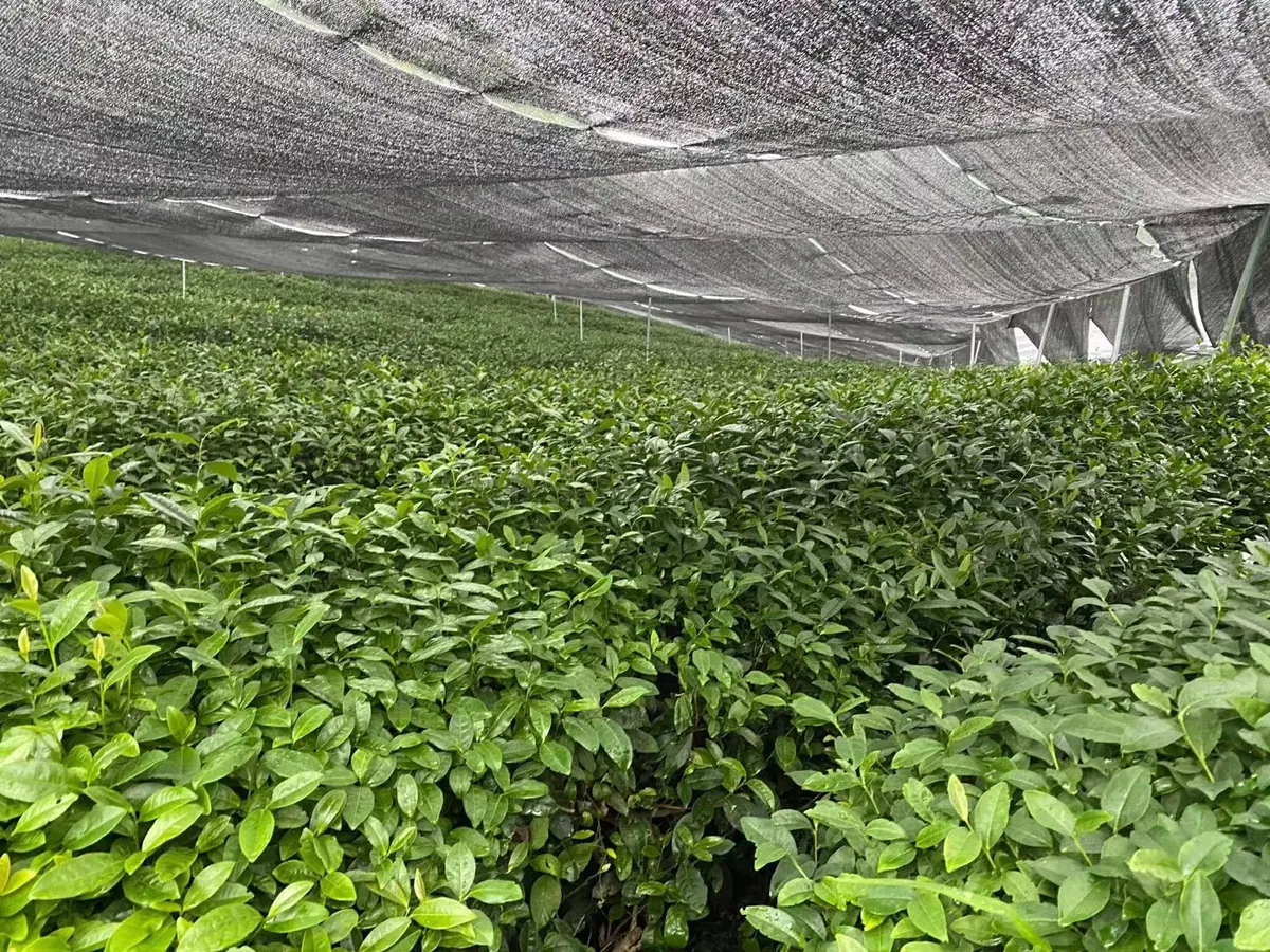 Rows of green tea plants growing beneath a supported shade canopy