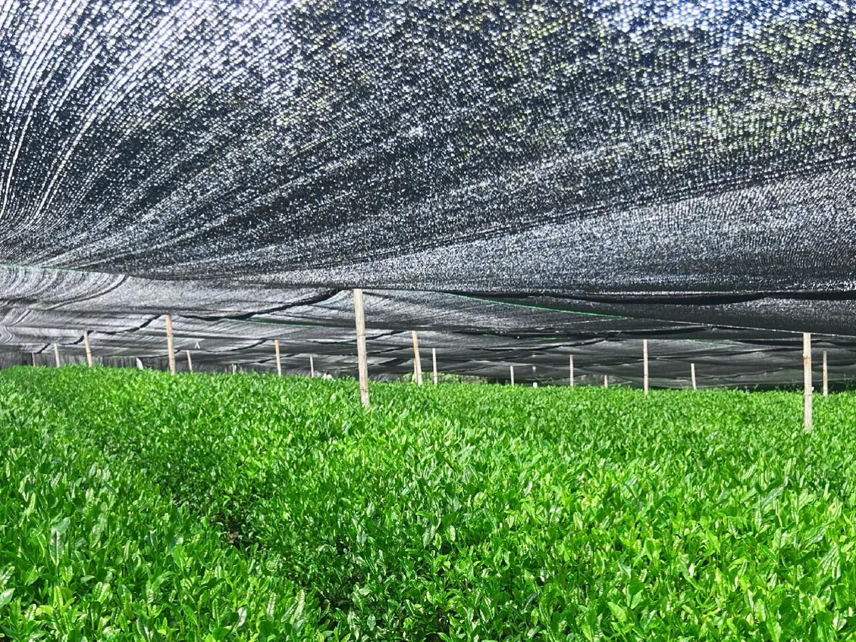 Tea plants beneath black shade cloth before harvest