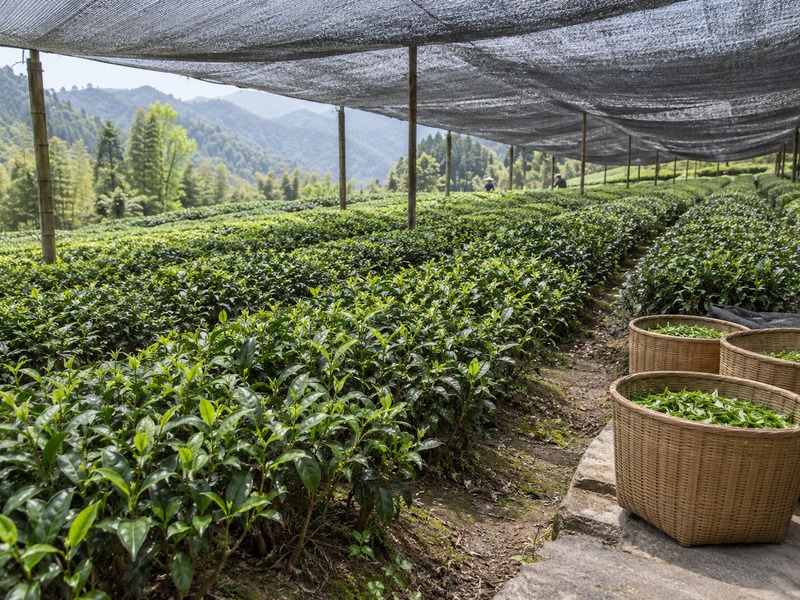 Shaded tea shrubs on a mainland China tea farm