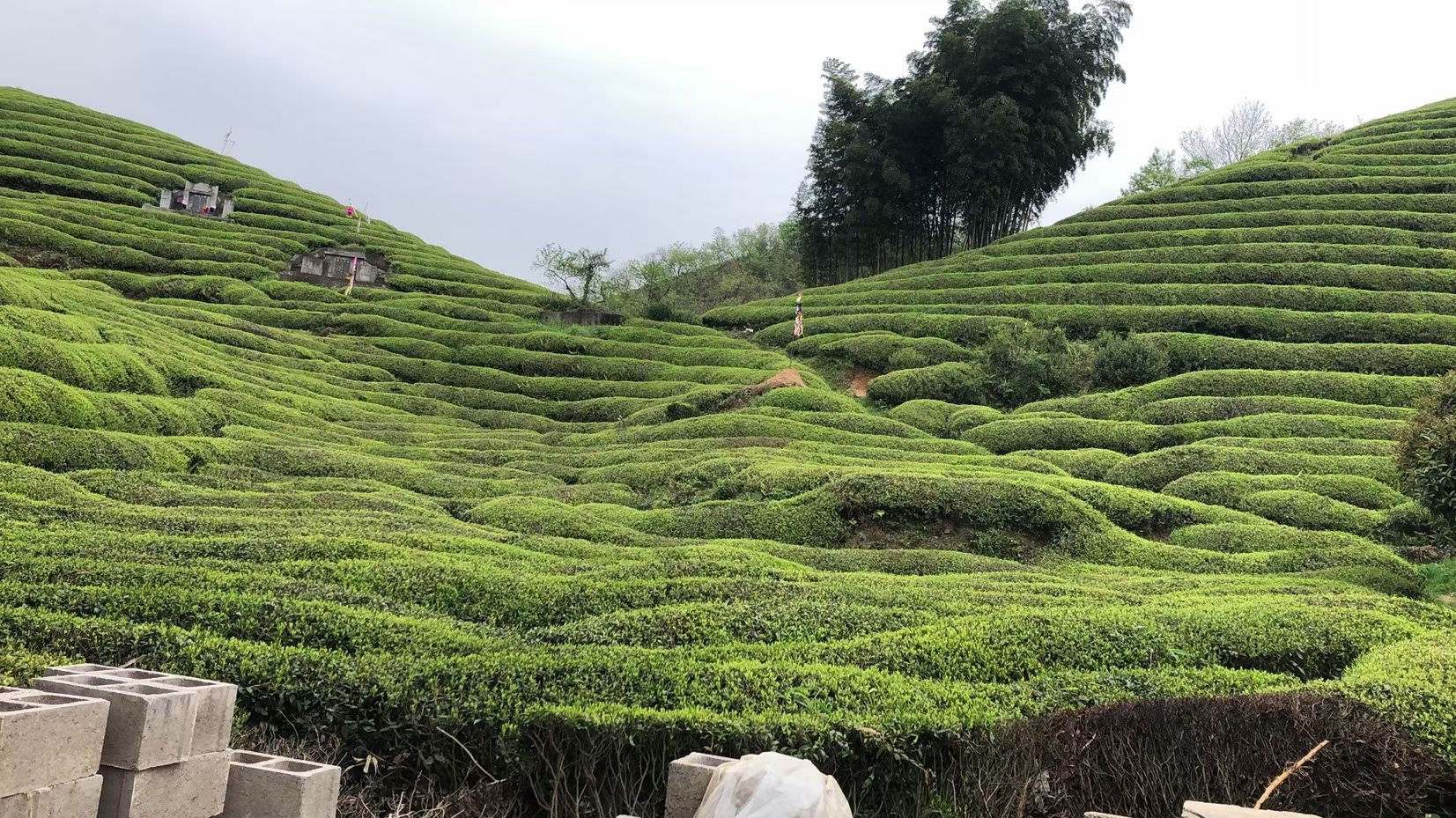 Green tea garden landscape